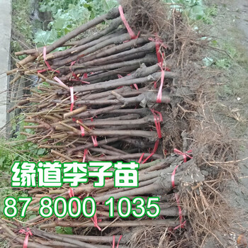 新品種冰糖李苗價(jià)格、那里有冰糖李苗批發(fā)基地