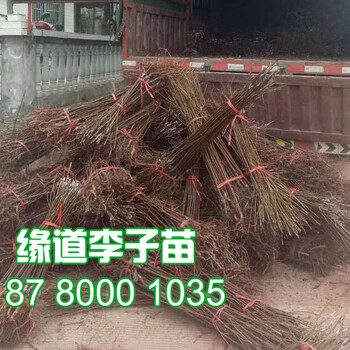 鳳凰李樹苗批發(fā),鳳凰李樹苗2公分李子苗價格是多少