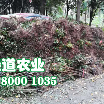 2020年汶川李子樹苗基地哪家好