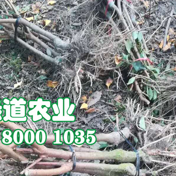 四川晚熟李子苗批發(fā)2019李子果樹苗價格