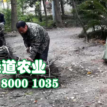 四川鳳凰李子苗那里有、鳳凰李苗培育基地