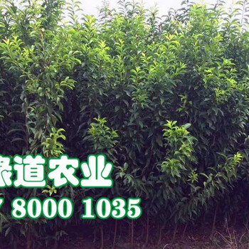 2020年李子苗品種，批發(fā)李子苗價格多少錢