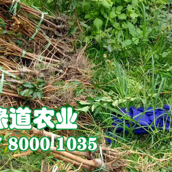 李子果樹苗批發(fā)基地、李子果樹苗多少錢一株