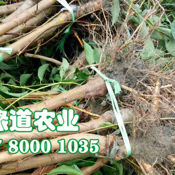 晚熟李子苗新苗品種、出售李子樹苗價格多少