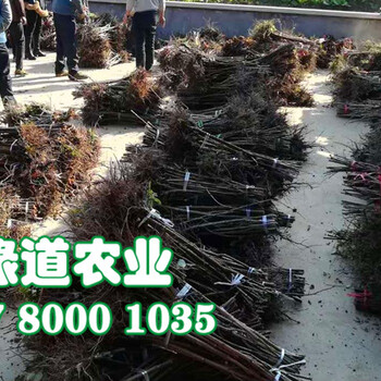 青脆李苗批發(fā)基地,3cmg青脆李苗價格是多少錢