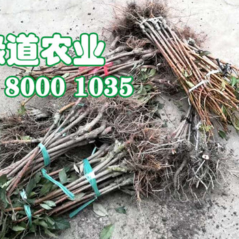新品種李子苗價(jià)格,批發(fā)李子樹苗,哪里有李子果樹苗
