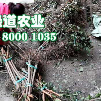 陜西李子樹(shù)苗，批發(fā)陜西李子苗多少錢(qián)一棵