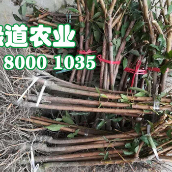 鳳凰李苗、鳳凰李子苗廠家品牌
