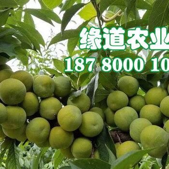 貴州青脆李樹苗、貴州青脆李樹苗批發(fā)價(jià)格