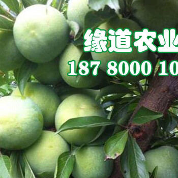 云南青脆李子樹(shù)苗、云南青脆李子樹(shù)苗價(jià)格及報(bào)價(jià)