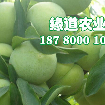 成都青脆李樹苗哪里便宜,成都青脆李樹苗多少錢