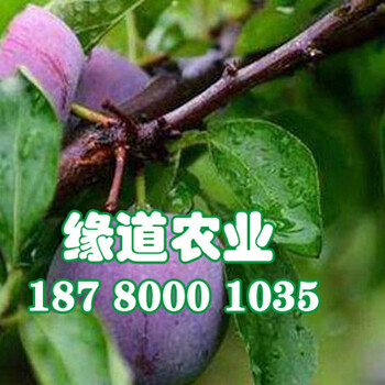 五月脆李樹(shù)苗、五月脆李樹(shù)苗價(jià)格