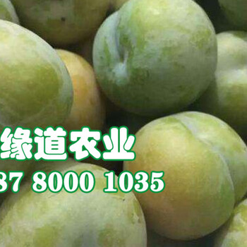 今年貴州蜂糖李苗報(bào)價(jià)