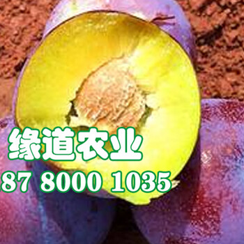 脆紅李子苗批發(fā)脆紅李樹苗價(jià)格是多少一棵