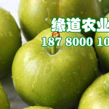 青脆李樹苗批發(fā),出售青脆李子苗2019價格