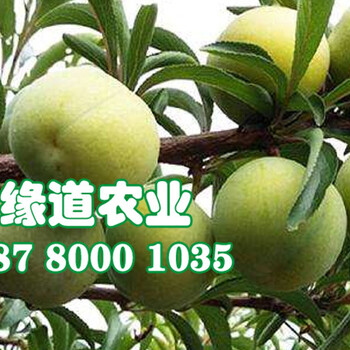 四川蜂糖李苗、四川蜂糖李苗價(jià)格