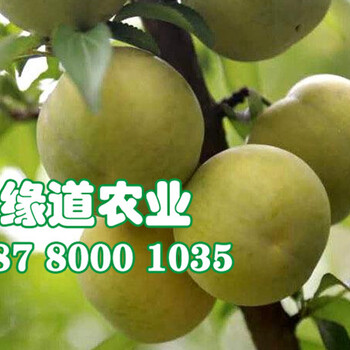 蜂糖李苗、蜂糖李苗批發(fā)