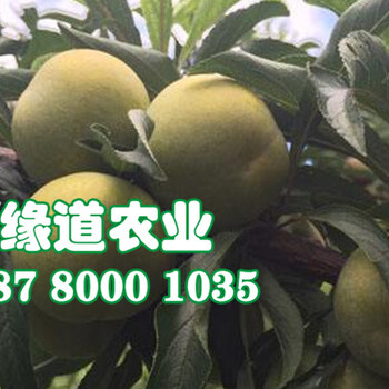 早熟蜂糖李苗批發(fā),1-4公分貴州蜂糖李子樹(shù)苗價(jià)格