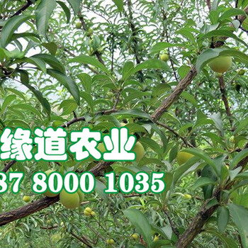 蜂糖李樹(shù)苗、蜂糖李樹(shù)苗價(jià)格