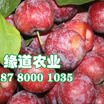 3年生脆紅李子苗，3年生脆紅李子苗價格
