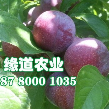 湖北脆紅李子苗哪里有賣，湖北脆紅李苗批發價格