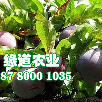 陜西脆紅李子苗價格是多少，陜西脆紅李苗基地批發(fā)