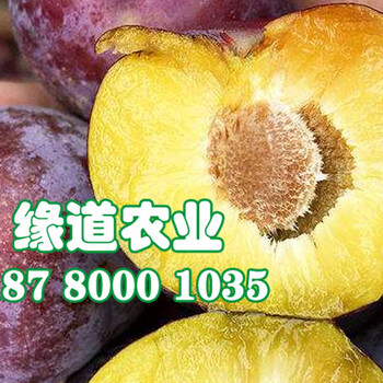 脆紅李子樹苗、脆紅李子樹苗批發(fā)價格