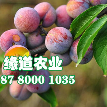 云南脆紅李子苗出售、云南脆紅李苗多少錢一棵