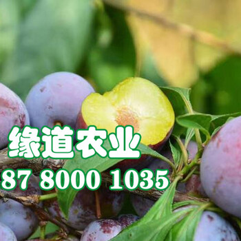 脆紅李苗、湖北脆紅李樹苗多少錢一棵