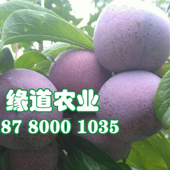 脆紅李苗、今年云南脆紅李子苗批發(fā)價(jià)格