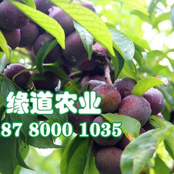 茂縣脆紅李子樹苗價(jià)格、今年脆紅李樹苗批發(fā)