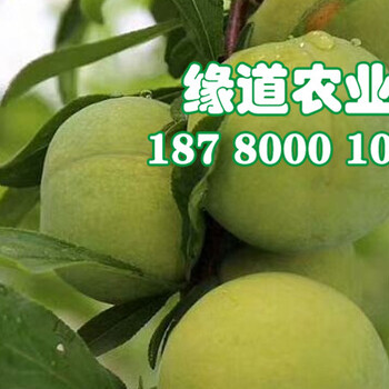 青脆李樹(shù)苗、青脆李樹(shù)苗價(jià)格