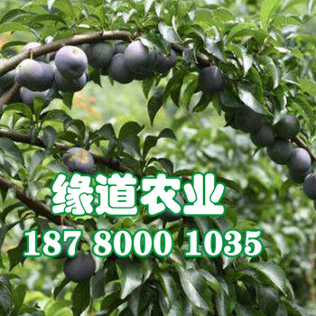 新品種鳳凰李子苗、2公分鳳凰李樹苗出售基地