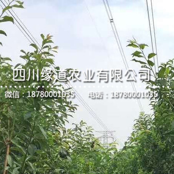 求購(gòu)李子苗,李子樹(shù)價(jià)格,2019哪里賣(mài)李子苗