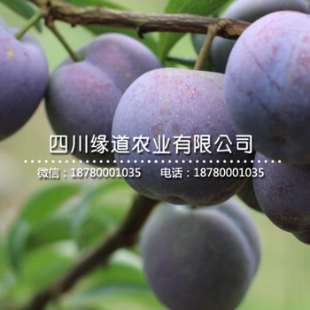 鳳凰李樹苗基地、鳳凰李子苗多少錢
