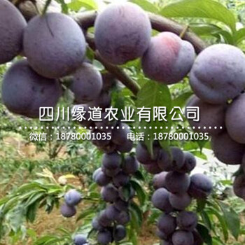 鳳凰李子樹苗批發(fā)、鳳凰李苗2019年培育基地