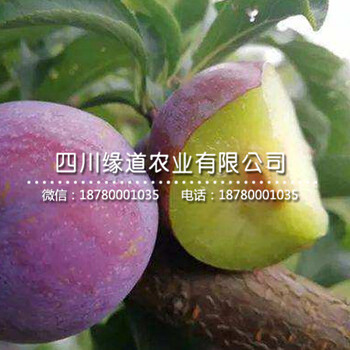 今年五月脆李樹(shù)苗價(jià)格,出售五月脆李樹(shù)苗批發(fā)基地