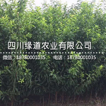 李子樹苗哪里有賣，李子樹苗批發(fā)價格