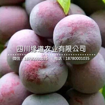 2公分脆紅李苗批發(fā)、新品種脆紅李子苗基地
