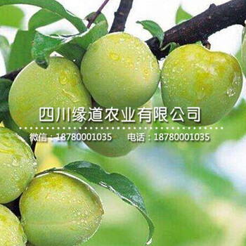 青脆李子苗價格,什么青脆李子樹苗好