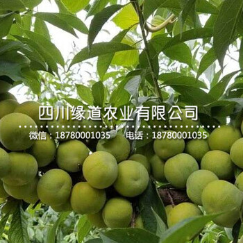 2019年青脆李樹苗批發(fā)價(jià)格、哪里有批發(fā)青脆李子苗的