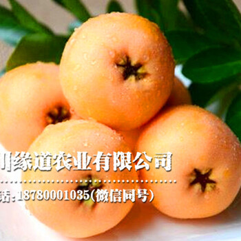 2020年枇杷苗批發(fā)價(jià)格,1-3公分枇杷樹(shù)苗培育基地