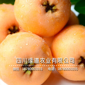 枇杷樹苗價(jià)格哪里便宜，枇杷樹苗便宜出售