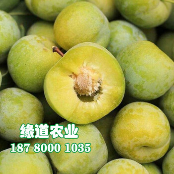 青脆李子樹苗批發(fā)、2020年青脆李子樹苗價格多少錢