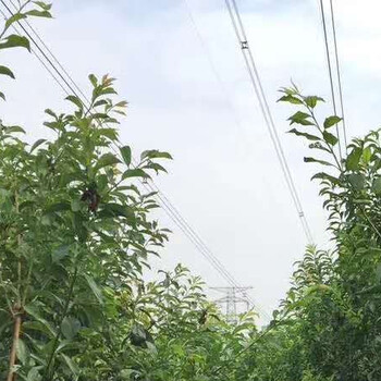 早熟李子苗批發(fā)廠家早熟李子苗哪里有賣