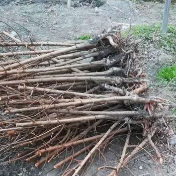 重慶青脆李子苗哪里有_出售青脆李樹(shù)苗_基地3公分青脆李苗多少錢(qián)