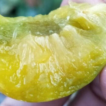 嫁接青脆李苗行情_出售晚熟青脆李樹苗批發(fā)