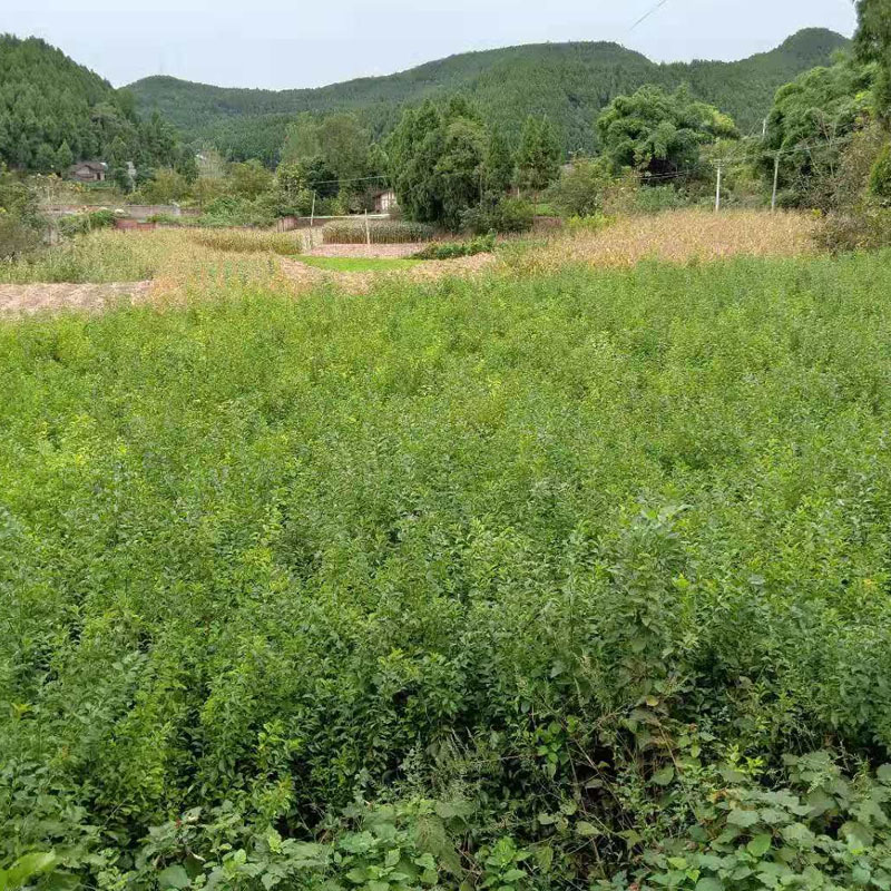 四川李子樹(shù)苗批發(fā)