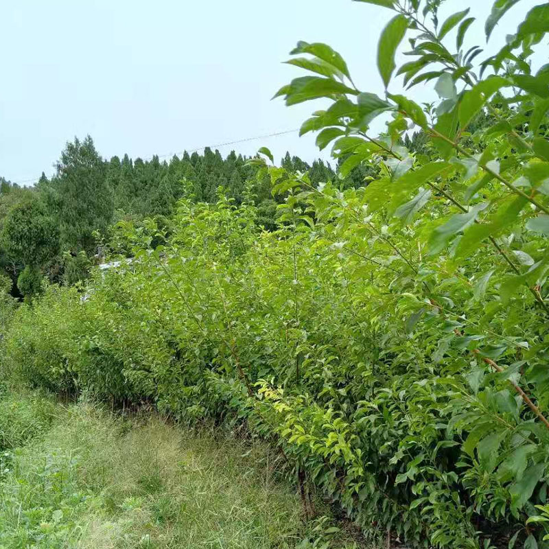 貴州李子苗價(jià)格