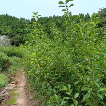 貴州李子苗價(jià)格